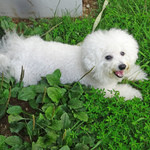 赤倉観光ホテル カフェテラス - 斑尾タングラムでランチ〜♬