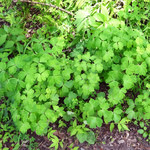 赤倉観光ホテル カフェテラス - お散歩で妙高高原の朝の緑