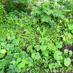 赤倉観光ホテル カフェテラス - 森の緑ともお別れです