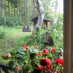 赤倉観光ホテル カフェテラス - 来年も黒アゲハに会えるかしら・・