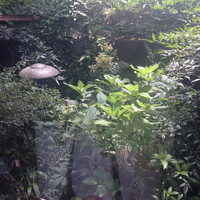山ごぼう - 