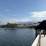 モンキーカフェ - 2025/424 満開の桜と絶景岩木山！だが午後は雲で隠れちまってる！