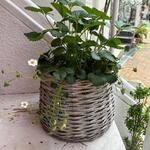 La Piazzetta Italiana - 外観