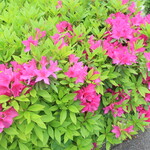 麺酒房 龍安 - 近くで咲くつつじ