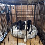 犬と人の和食 連 - 