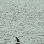 伝泊 ザ ビーチフロント ミジョラ - 