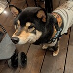 春巻きとよだれ鶏 酔いしば - 