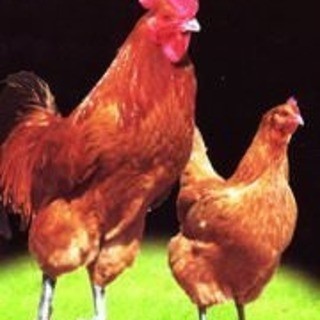 こだわり地鶏をご用意！