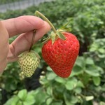 深作農園 - 料理写真: