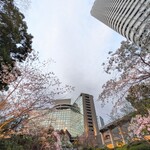 肉割烹 赤坂喰心 - ホテルニューオータニの桜（今回は泊まって無いけど）