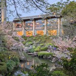 肉割烹 赤坂喰心 - ホテルニューオータニの桜（今回は泊まって無いけど）