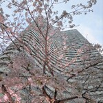 肉割烹 赤坂喰心 - ホテルニューオータニの桜（今回は泊まって無いけど）