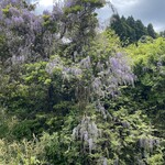 手造りそば 打墨庵 加瀬 - 藤の花が満開