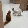 Cat Café MOFF ららぽーと安城店