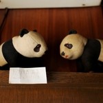 三愛 - リーリー♂ シンシン♀