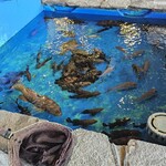 漁師料理 かつら亭 - 