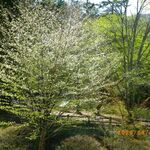 Cafe St. Maire KUMOBA