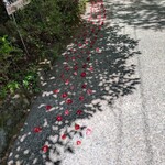 高森田楽保存会 - 入り口には椿が並べてあります