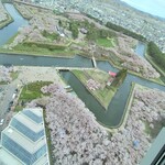 うに むらかみ 函館本店 - タワーから見下ろす五稜郭の桜です✨