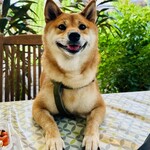 Conkey’s Bakery - 店内ペットOK