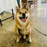 Conkey’s Bakery - ペットOK