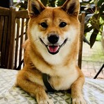 Conkey’s Bakery - 店内ペットOK