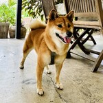 Conkey’s Bakery - PET OK