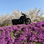 らー麺　Do・Ni・Bo - 立谷川の芝桜