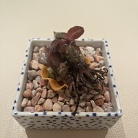 L'ETERRE - 