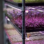 SUBA VS - UrbanFarm江戸前ハーブさんのマイクロハーブ。東京で都市型生産をしている若き生産者様です。