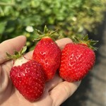 姫路ハートフル観光農園 - 