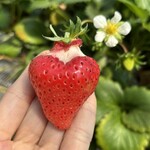 姫路ハートフル観光農園 - 