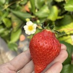 姫路ハートフル観光農園 - 