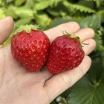 姫路ハートフル観光農園 - 