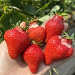 姫路ハートフル観光農園 - 