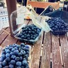 藤沢ブルーベリーファーム