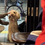 ＶｉｎｏＬｏｃｏ - ワンちゃんも遊びに来ます(^^)