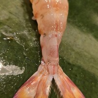 鮨処 榎本 - 