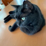 うちカフェ みけ - 