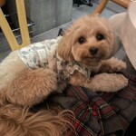 DAVELLO gastropub - くるみちゃんお疲れ様でございました♪