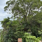 高橋式カレー pole pole - 