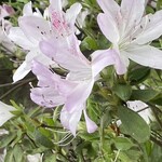 インデアンレストラン  ニューミラ - 