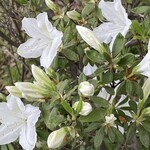 インデアンレストラン  ニューミラ - 