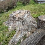 森林つつじ公園売店 - 