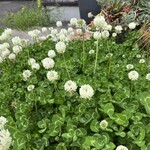 天然こうぼぱん とことこ - 四つ葉がありそうでナイ…シロツメグサ