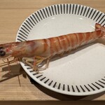 神田錦町 鮨たか晴 - 車海老 Food Presentation 