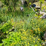 カフェ リトルキッチン ハヤマ - 