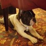 HOTEL CONCORTEL - フレンチブルがお出迎え〜♪