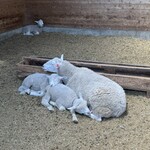 ローズマリーカフェ - 羊の子供達