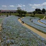 ローズマリーカフェ - ネモフィラ